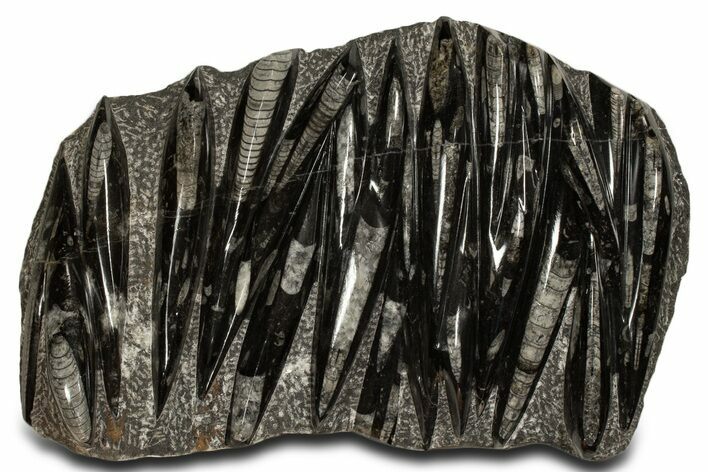 Polished Fossil Orthoceras (Cephalopod) Plate - Morocco #338374